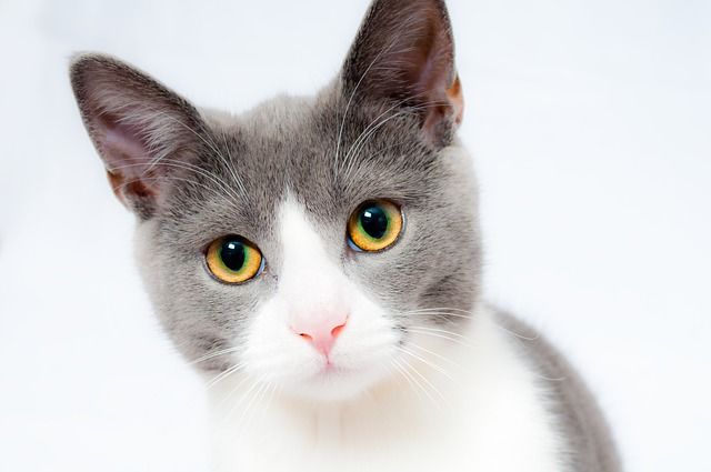 white and gray cat looking at you, with his yellow and green eyes
